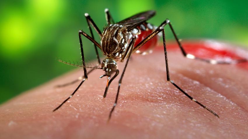 Moustique Virus ZIKA